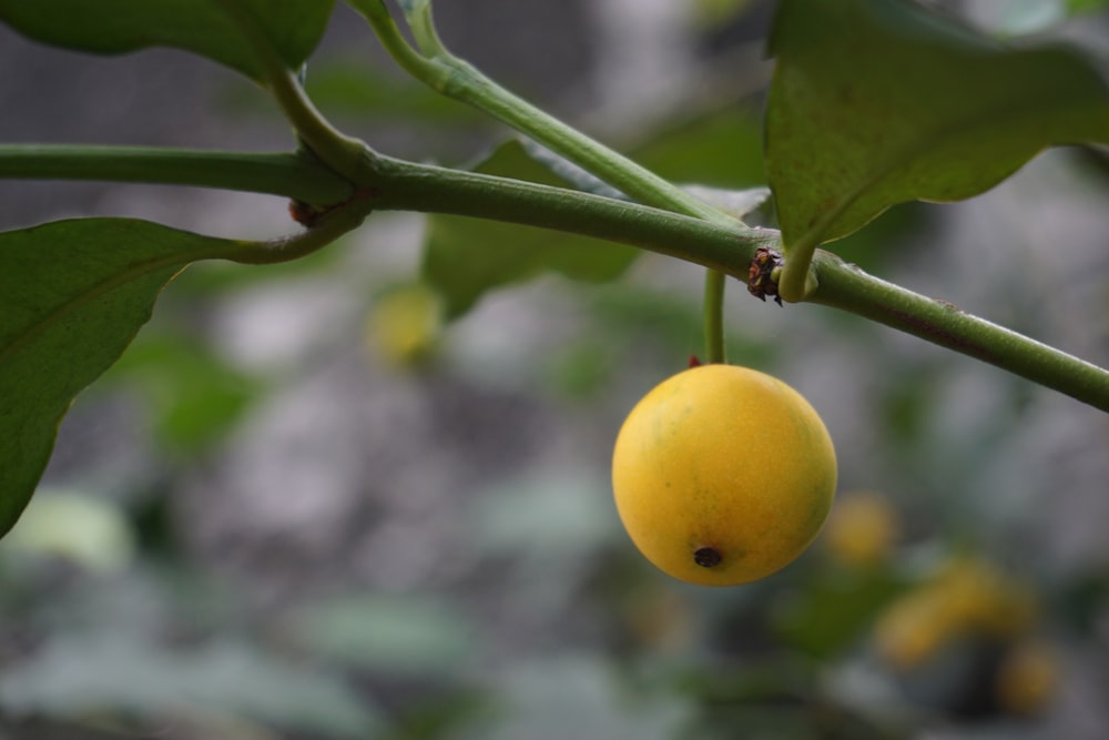 Fruto redondo amarillo sobre tallo verde