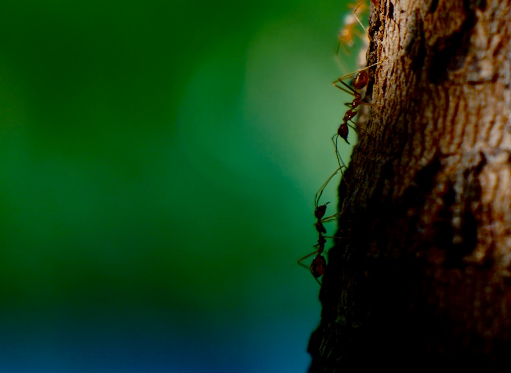 Hormiga negra en rama de árbol marrón en lente de desplazamiento de inclinación