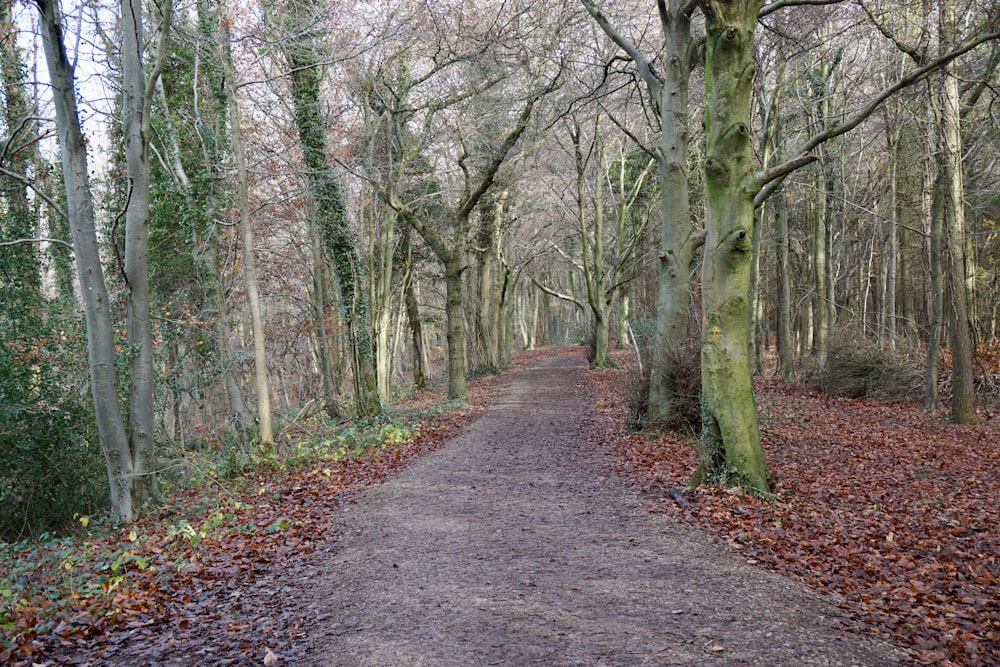 brown trees on forest during daytime