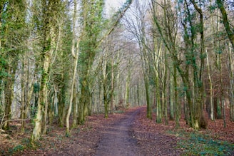brown pathway between green trees during daytime