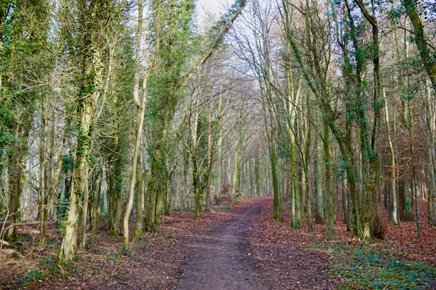 brown pathway between green trees during daytime