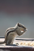 brown and white squirrel on brown wooden fence during daytime