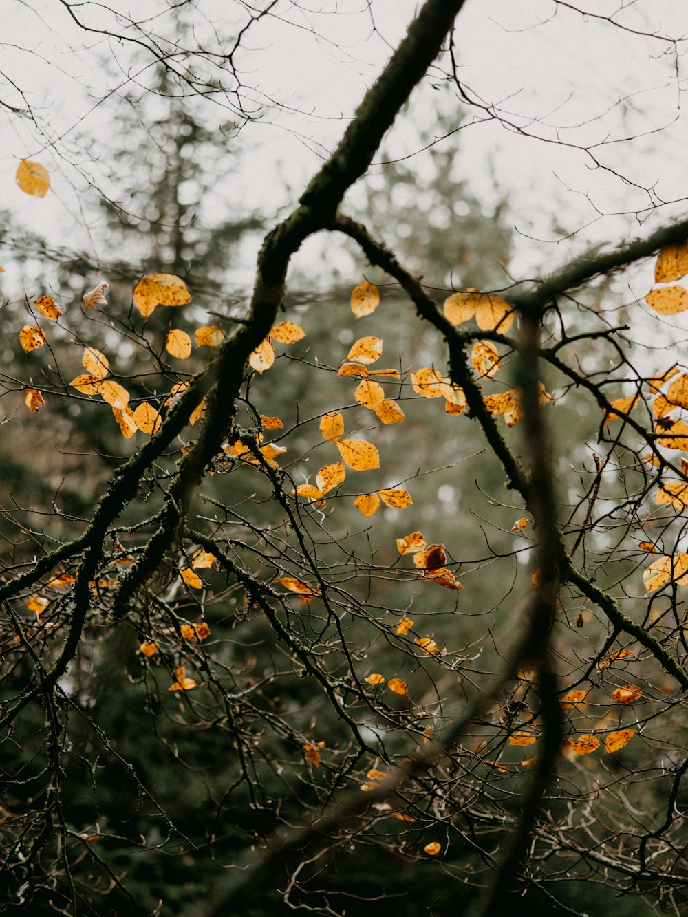 yellow leaves on brown tree branch during daytime