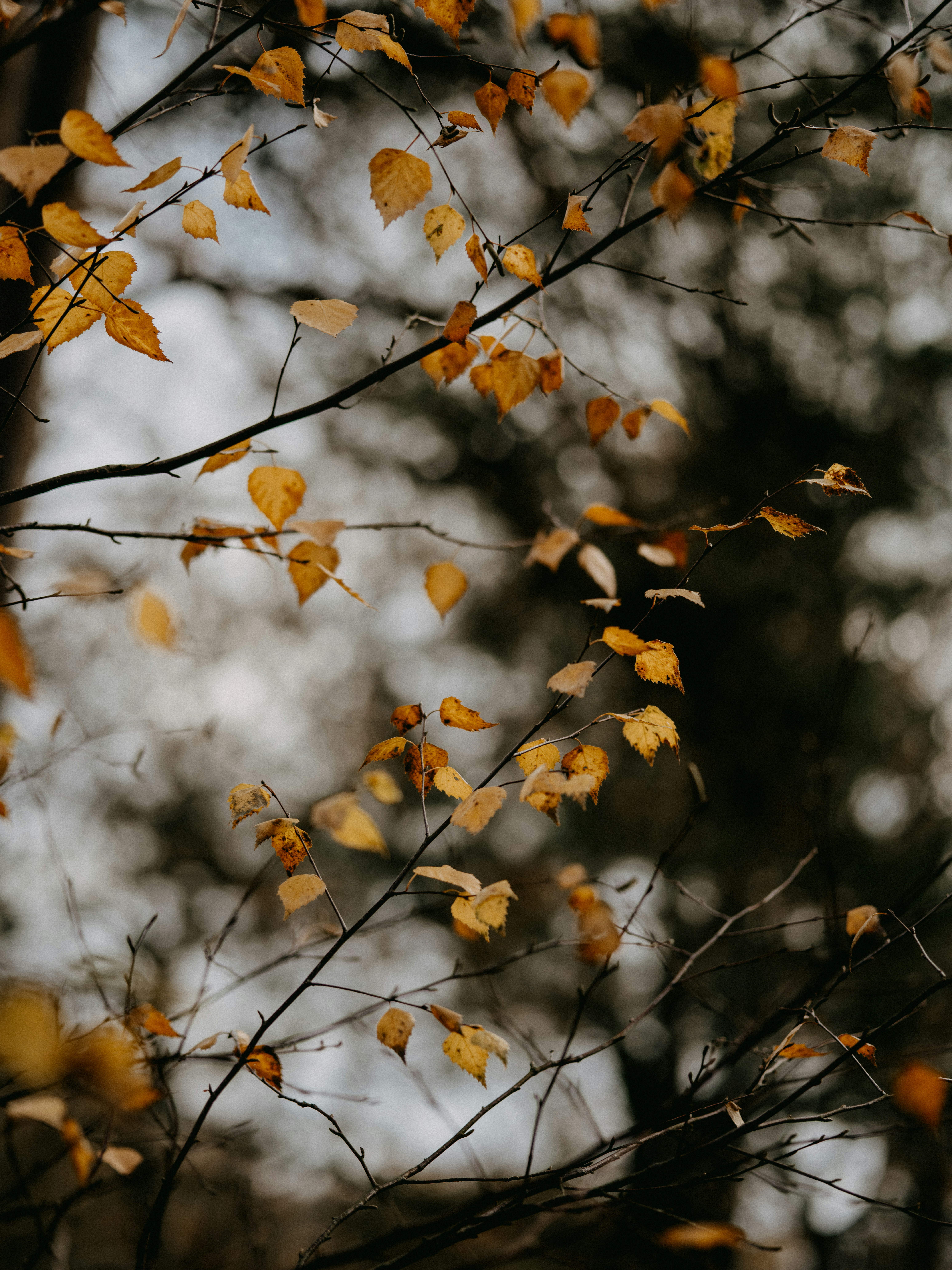 Photo by anniespratt