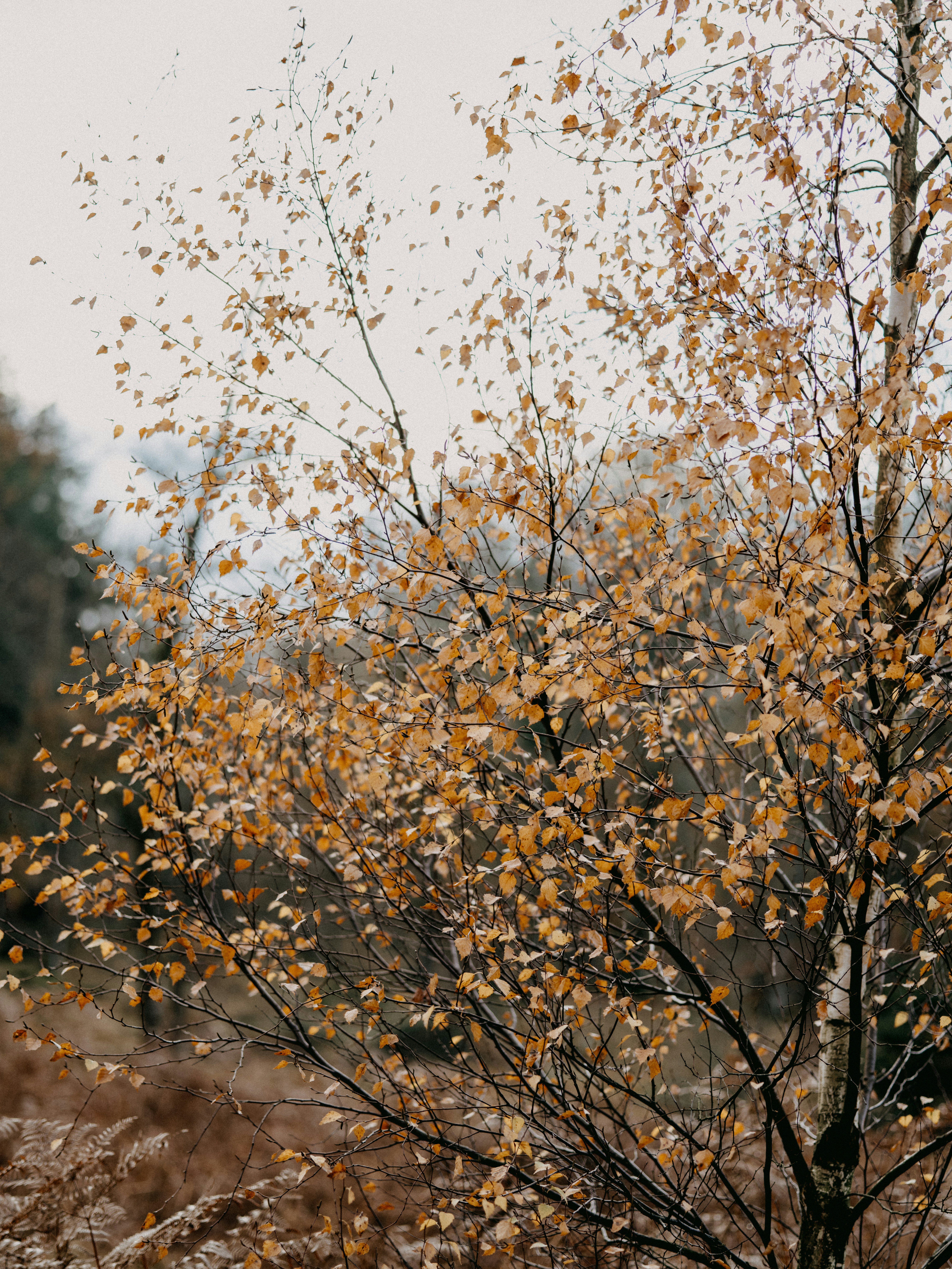 Photo by anniespratt