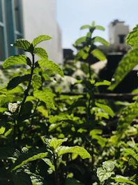 A sunlit herb garden with rows of green and mint-colored plants under a clear blue sky.