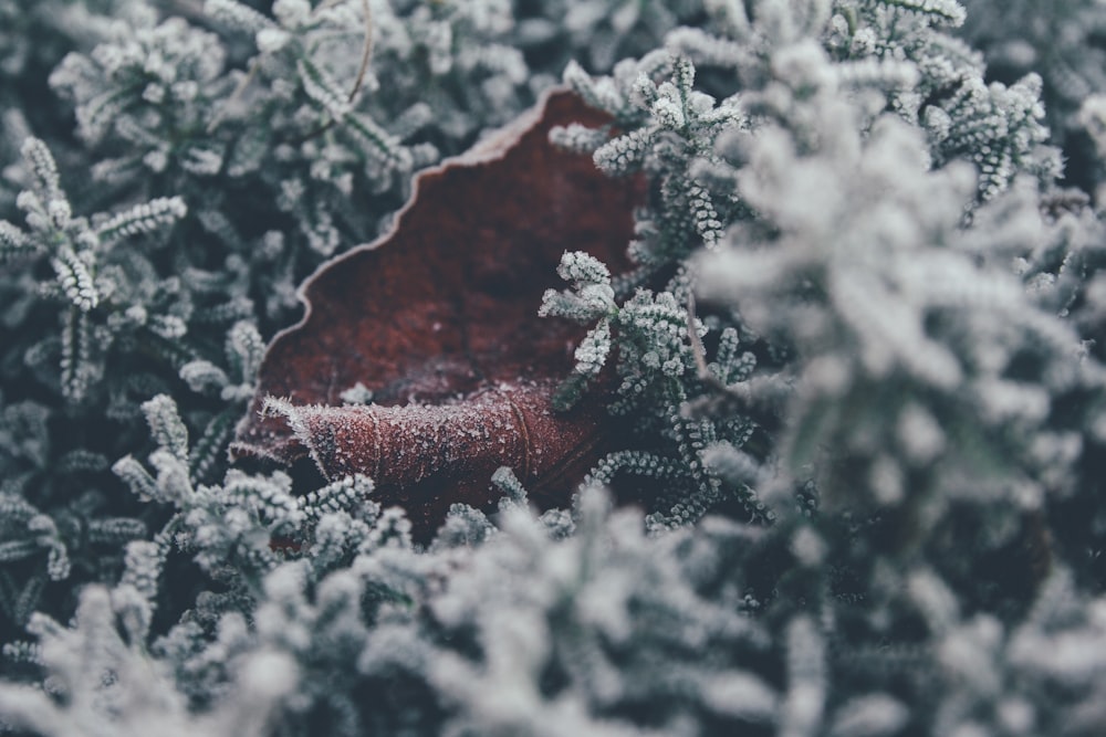 brown and white snow flakes on green pine tree