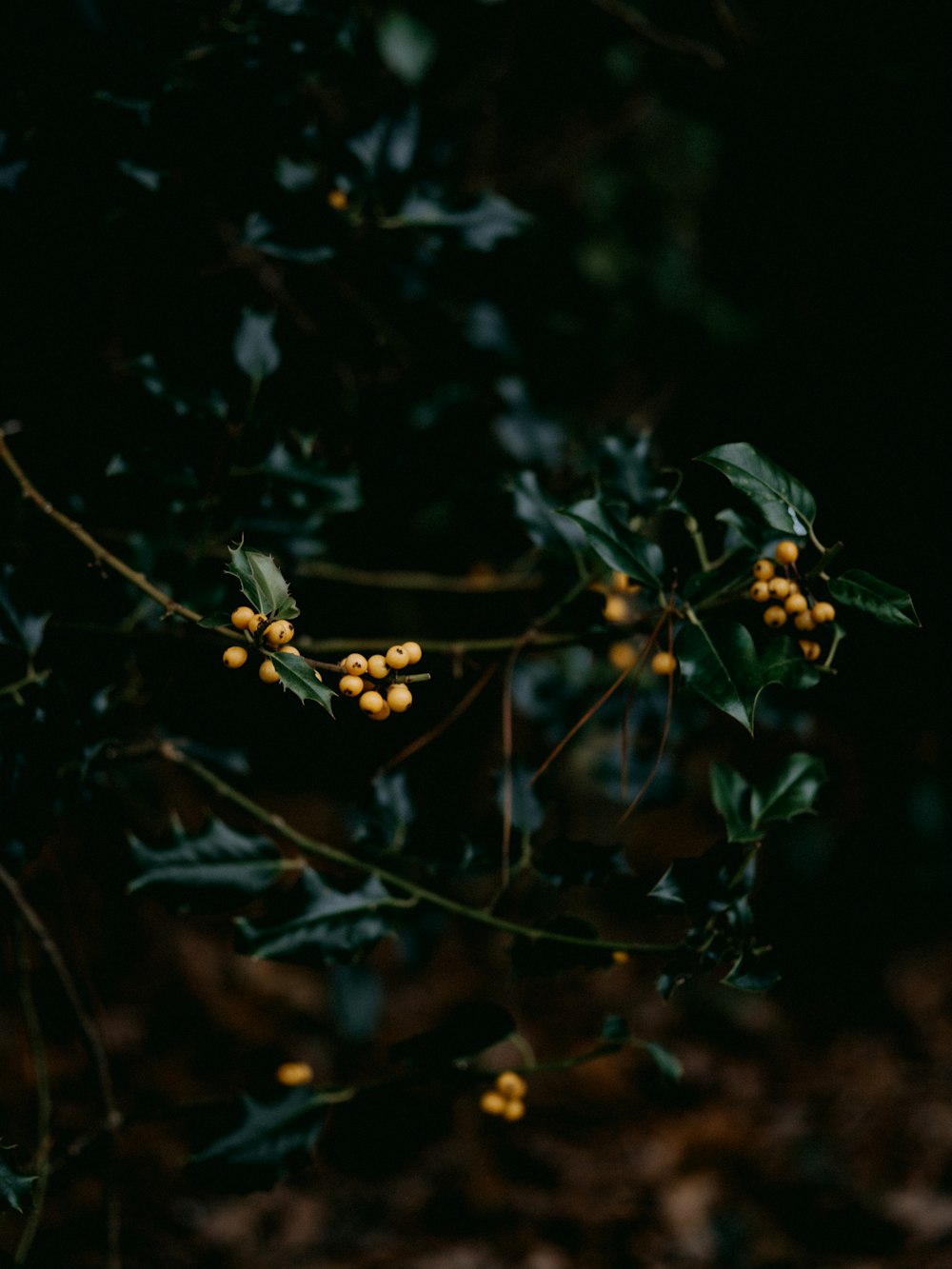 yellow flower in tilt shift lens