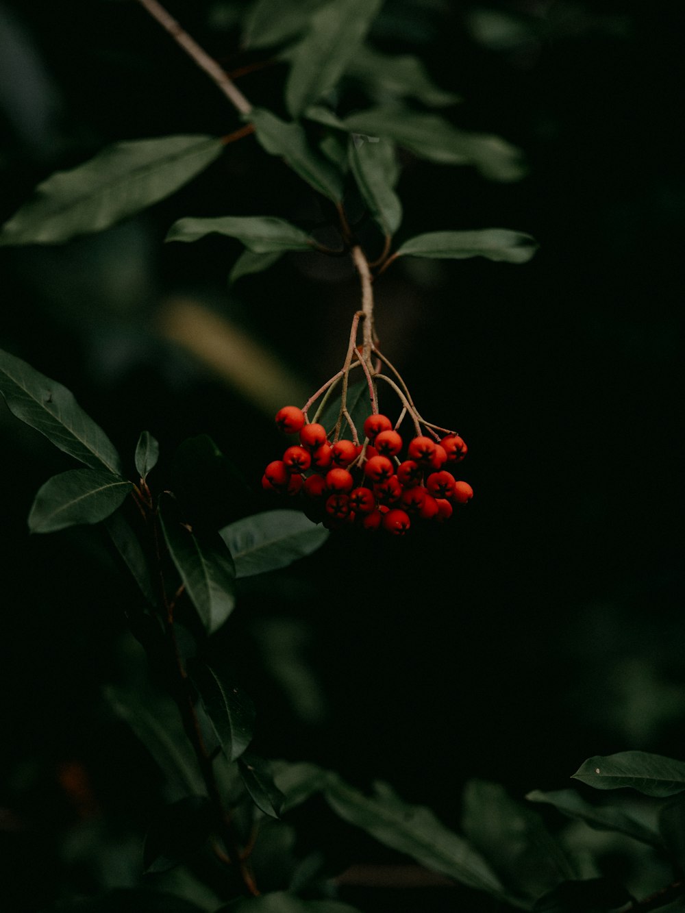 red round fruits on green leaves