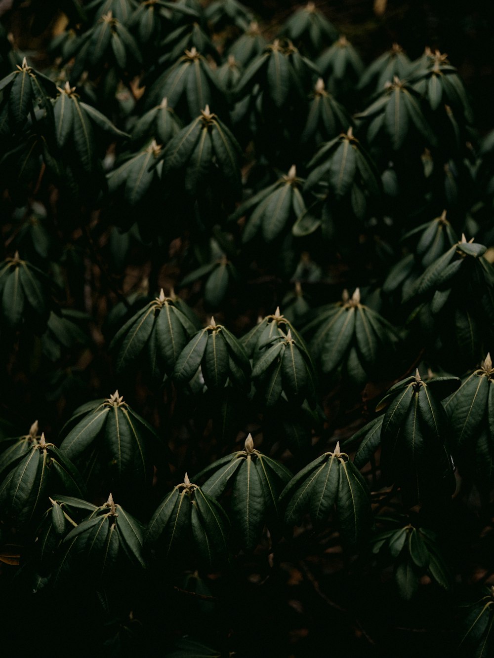 green leaves in close up photography