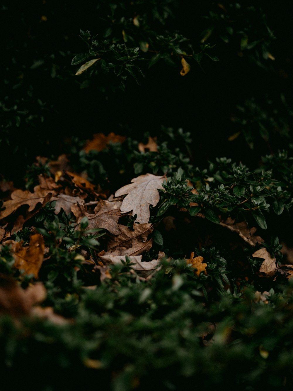 white maple leaf on ground