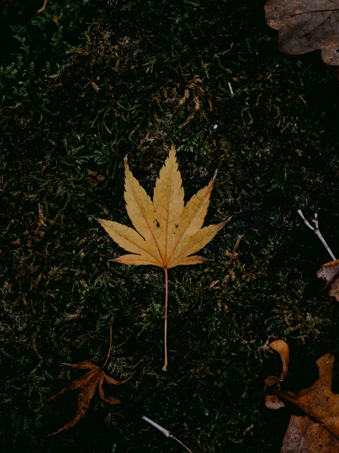 brown leaves on black soil