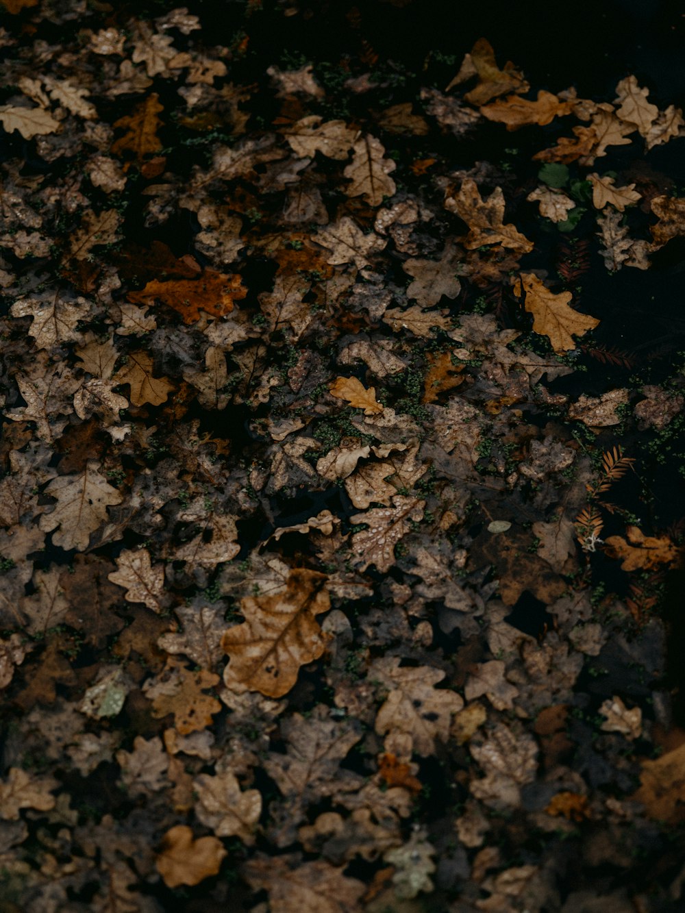 brown dried leaves on ground