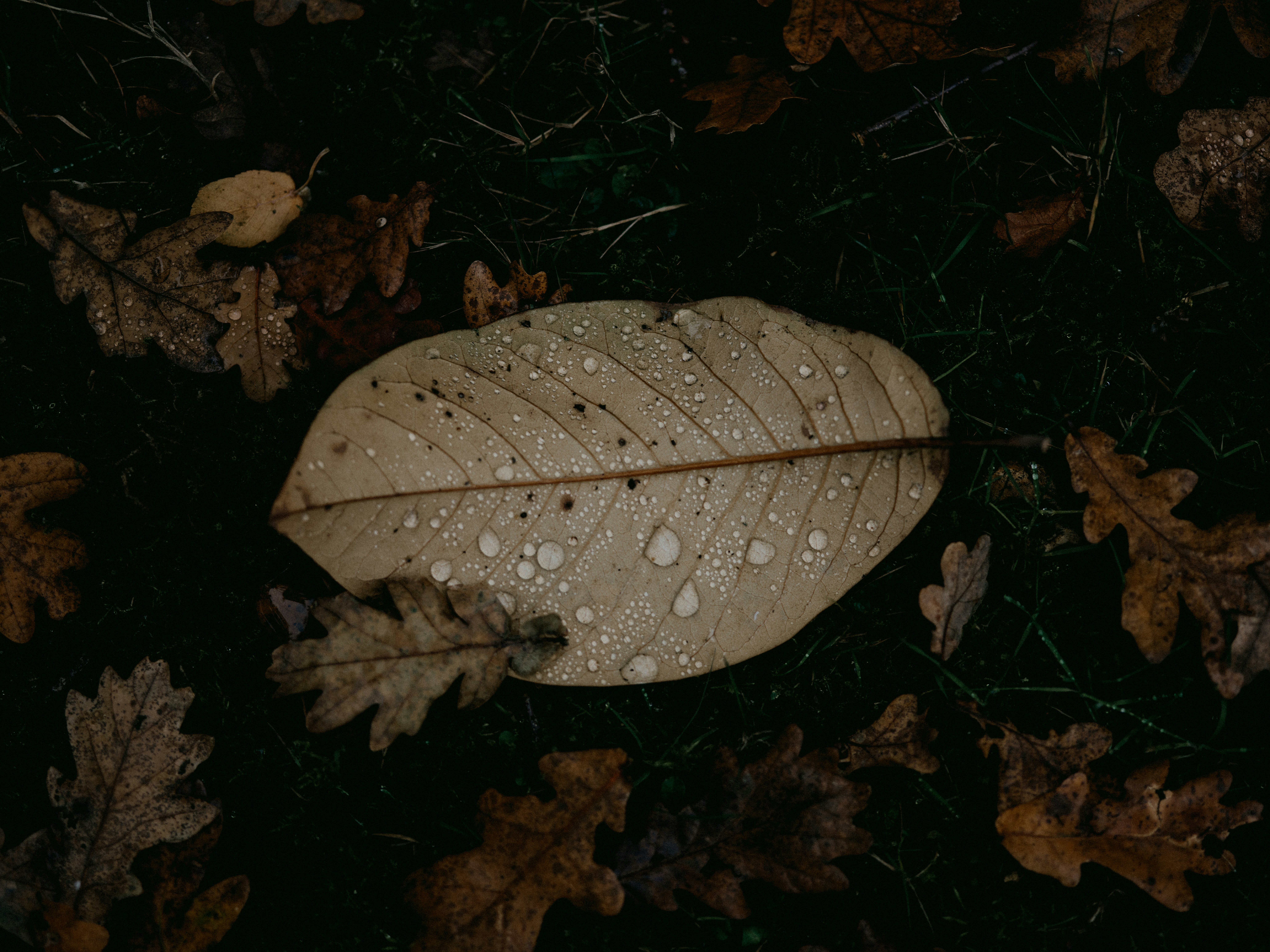 Photo by anniespratt