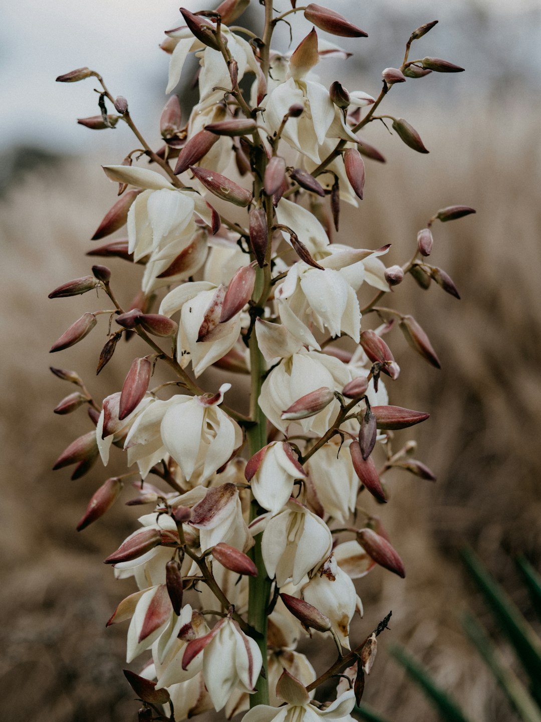 white and red flower buds