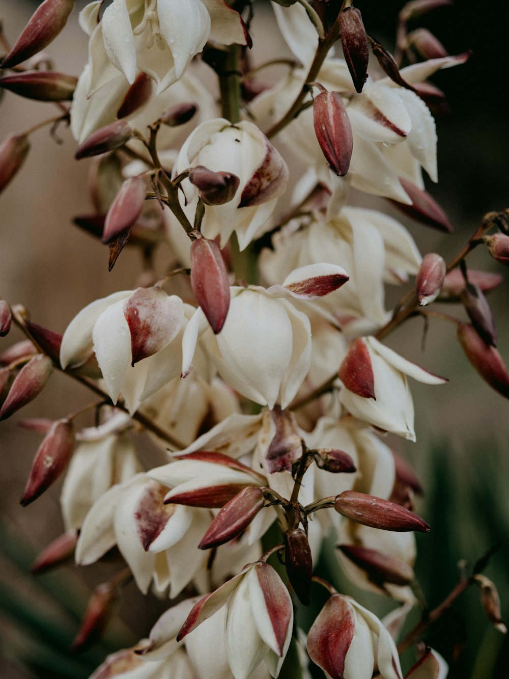 white and red flowers in tilt shift lens