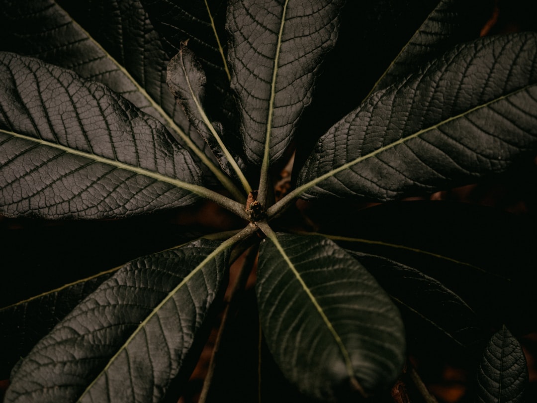 green and brown leaves in close up photography