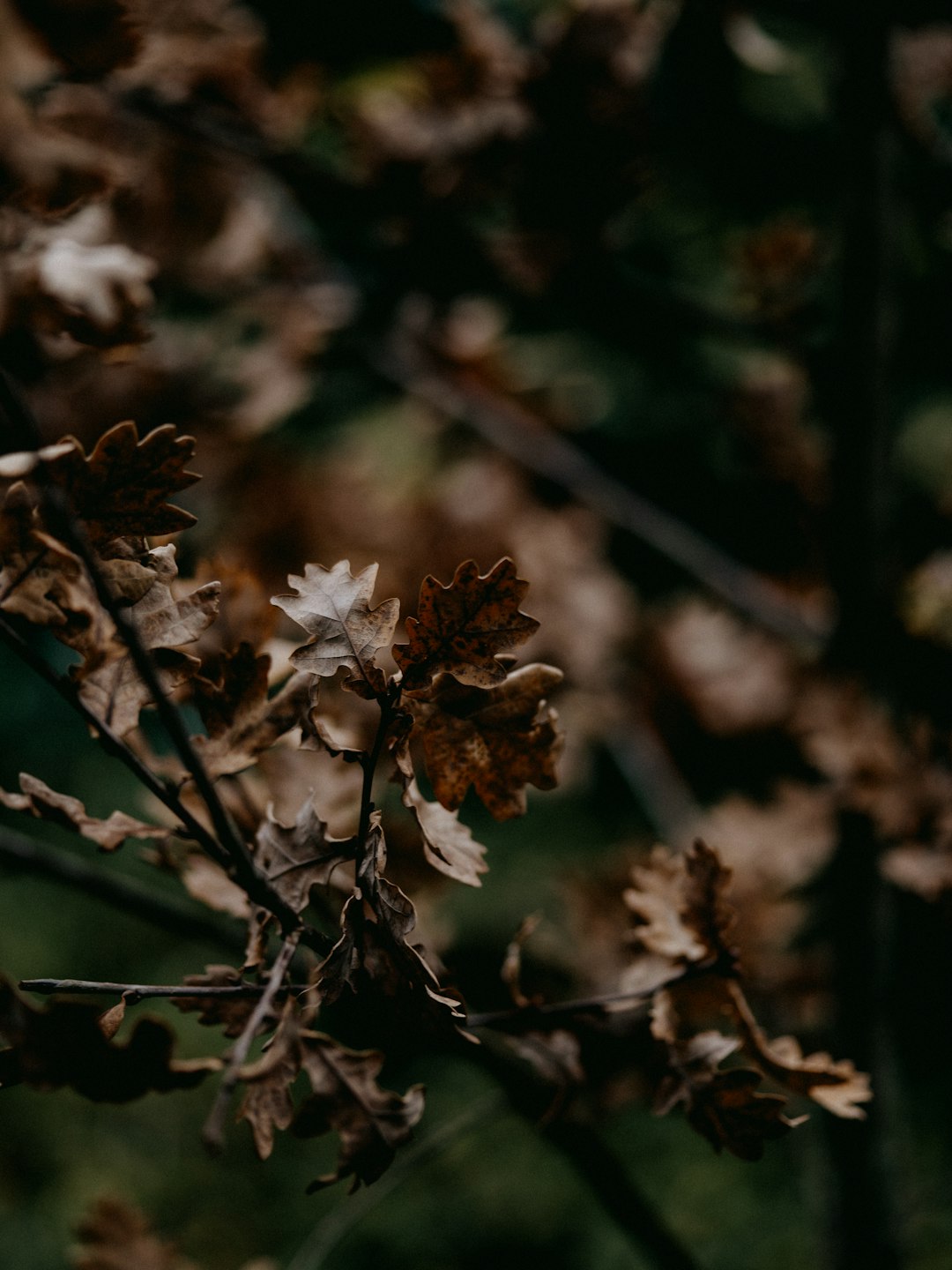 white flower in tilt shift lens