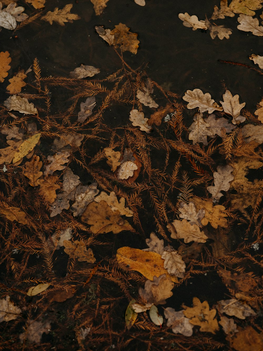 brown dried leaves on ground