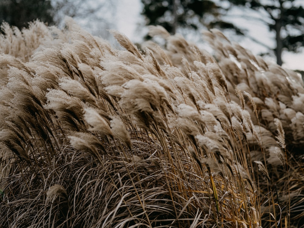 brown grass field during daytime