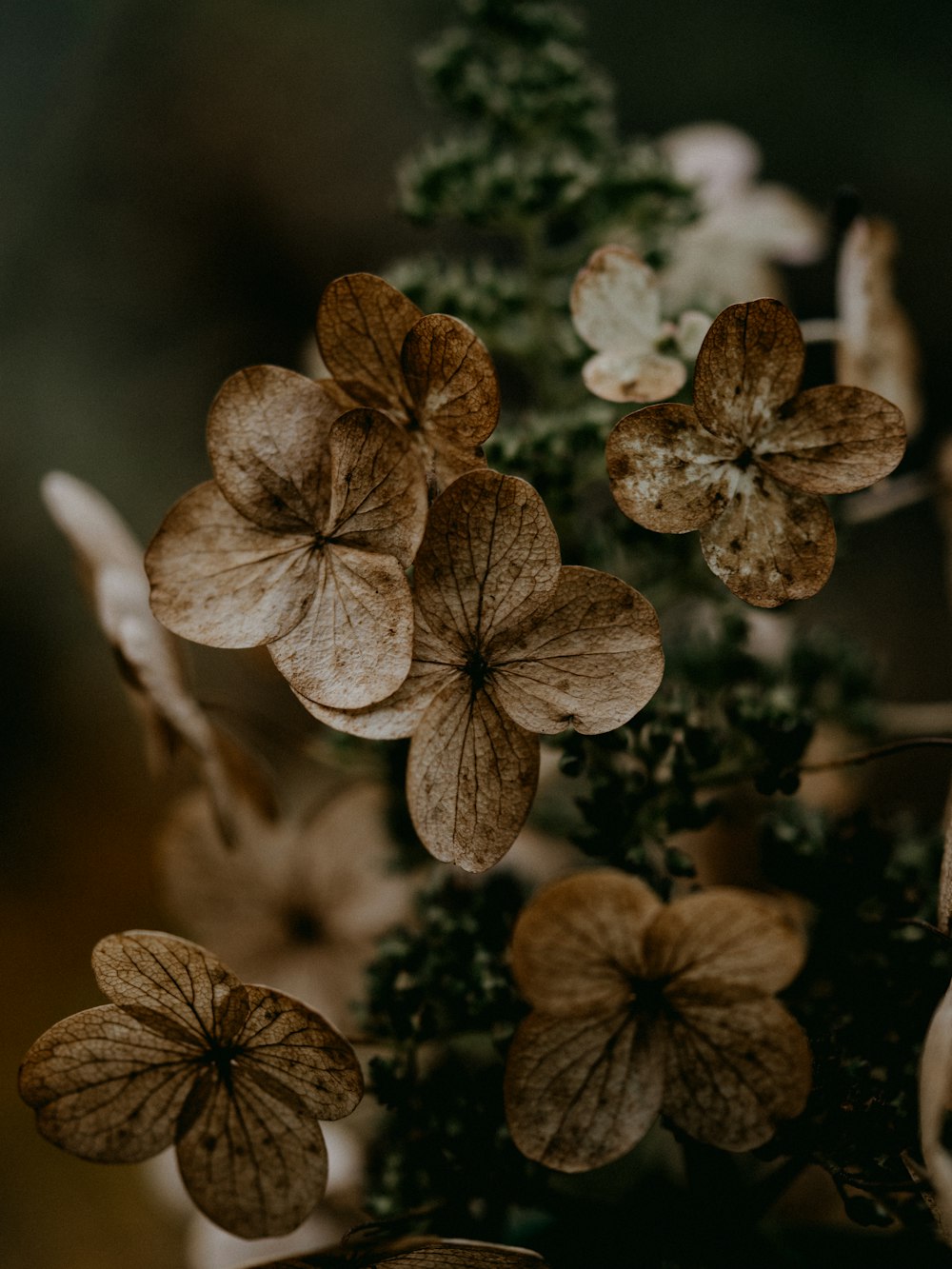 Foto flor marrom e branca na fotografia de perto – Imagem de Verde grátis  no Unsplash