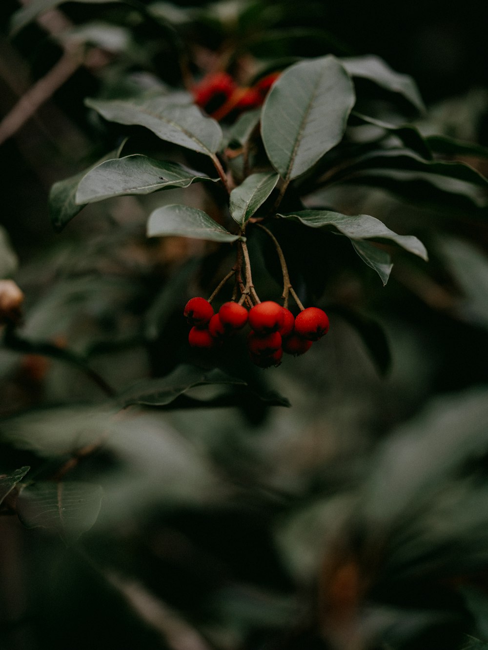 red round fruits on green leaves