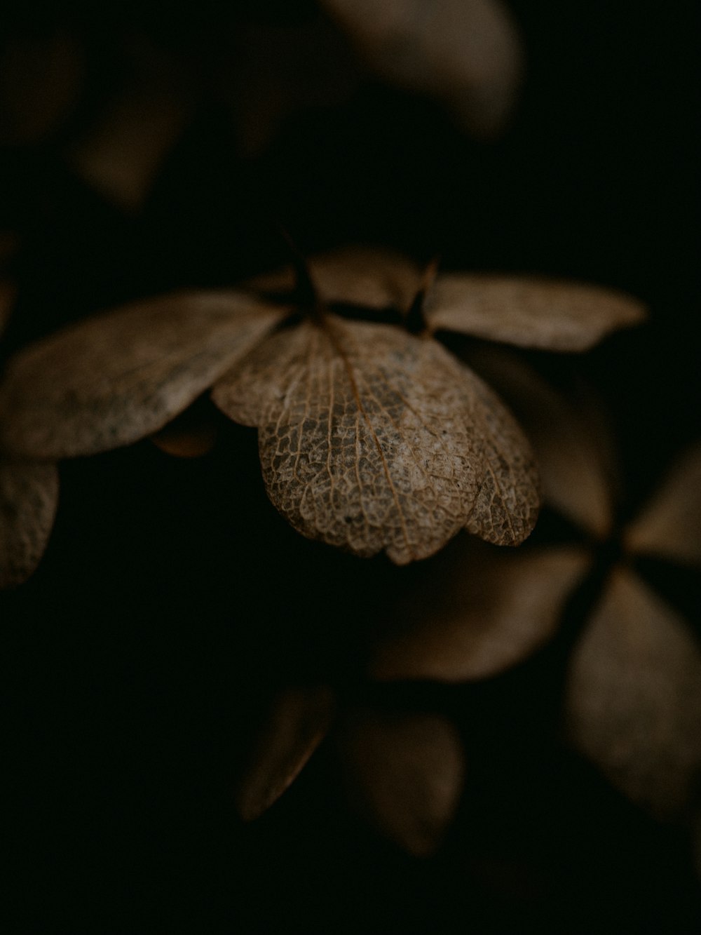 brown and black flower in close up photography