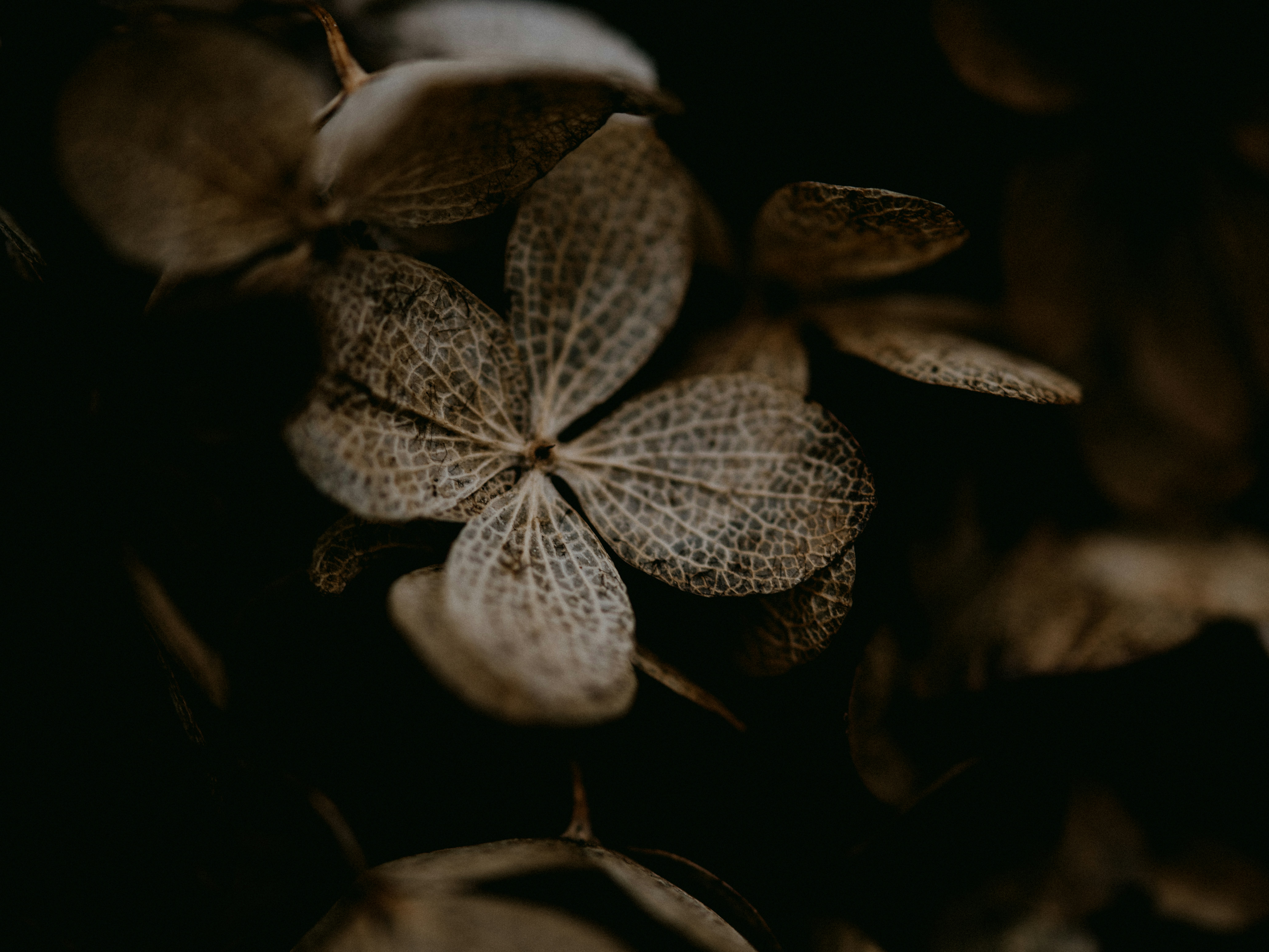 Photo by anniespratt