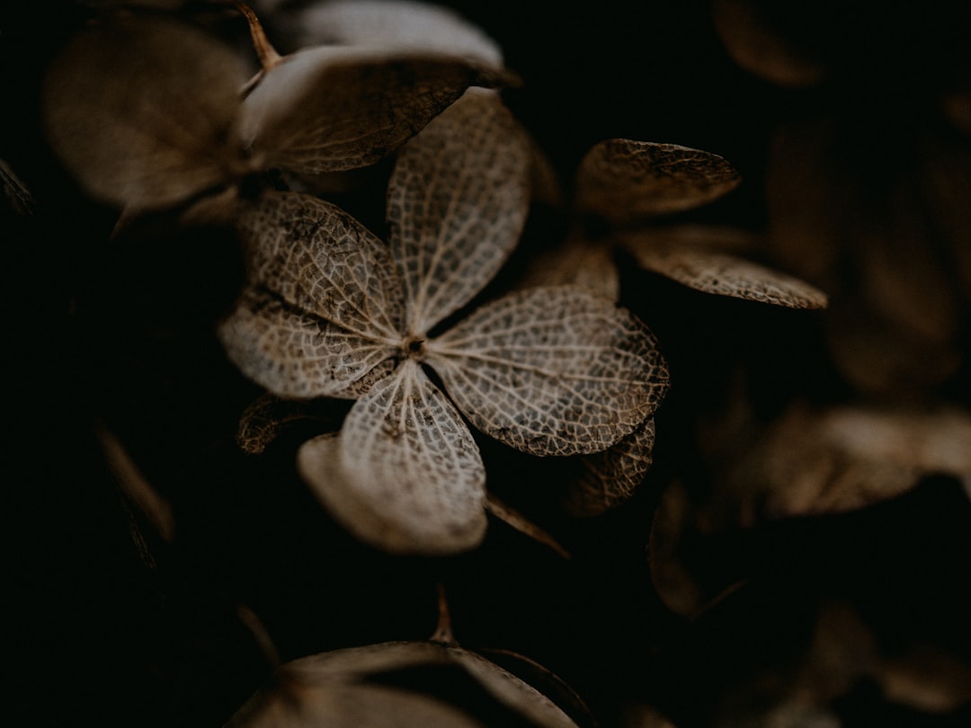 brown and white plant in close up photography