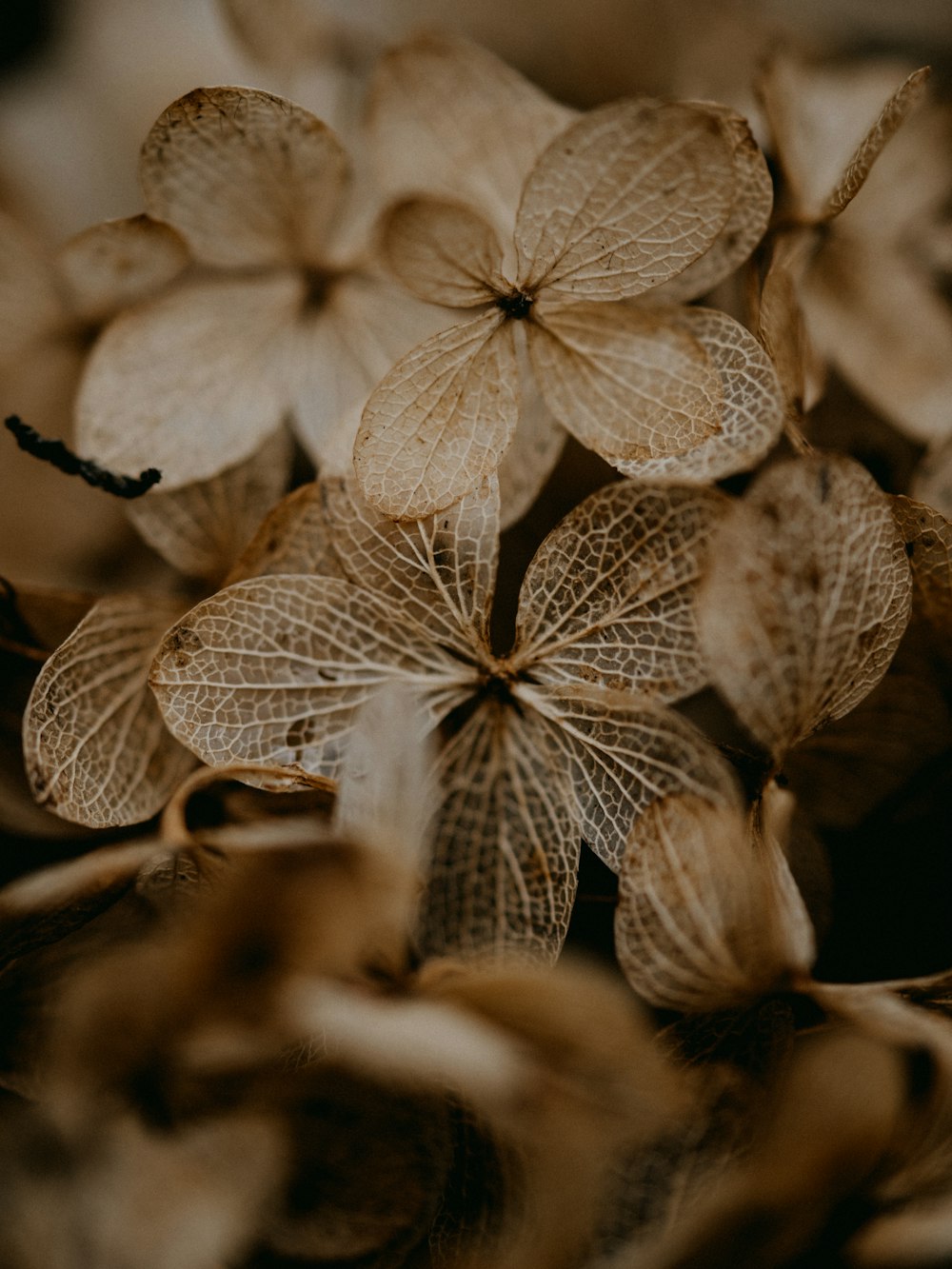 brown and white leaves in tilt shift lens