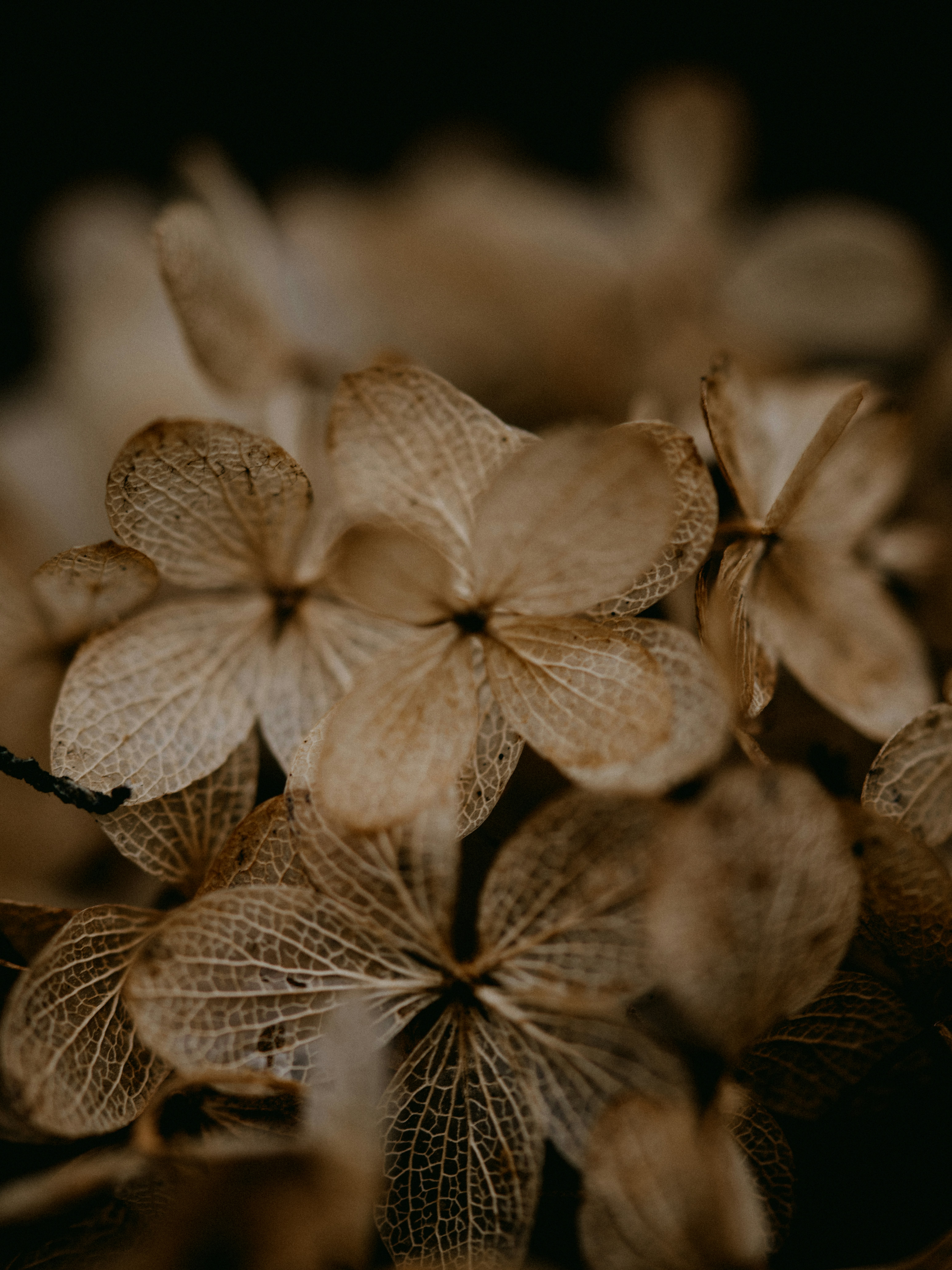 Photo by anniespratt