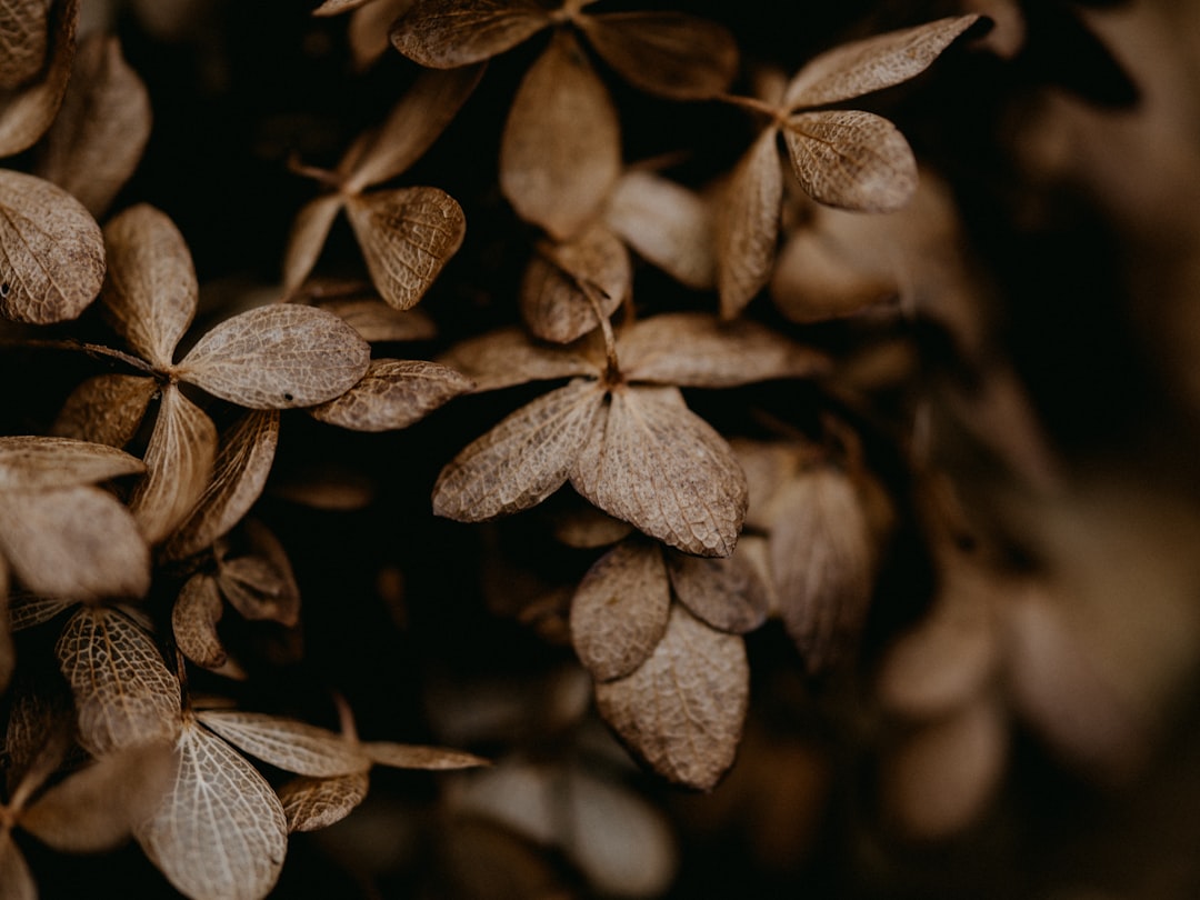 brown leaves in black background