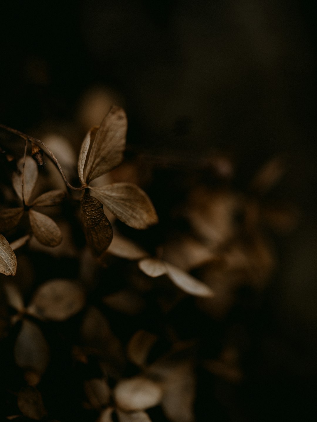 black and white leaf plant