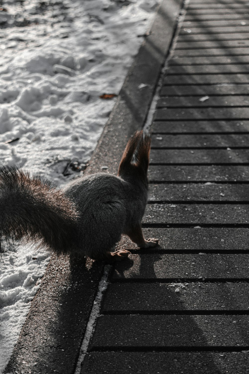 brown squirrel on gray concrete pavement during daytime