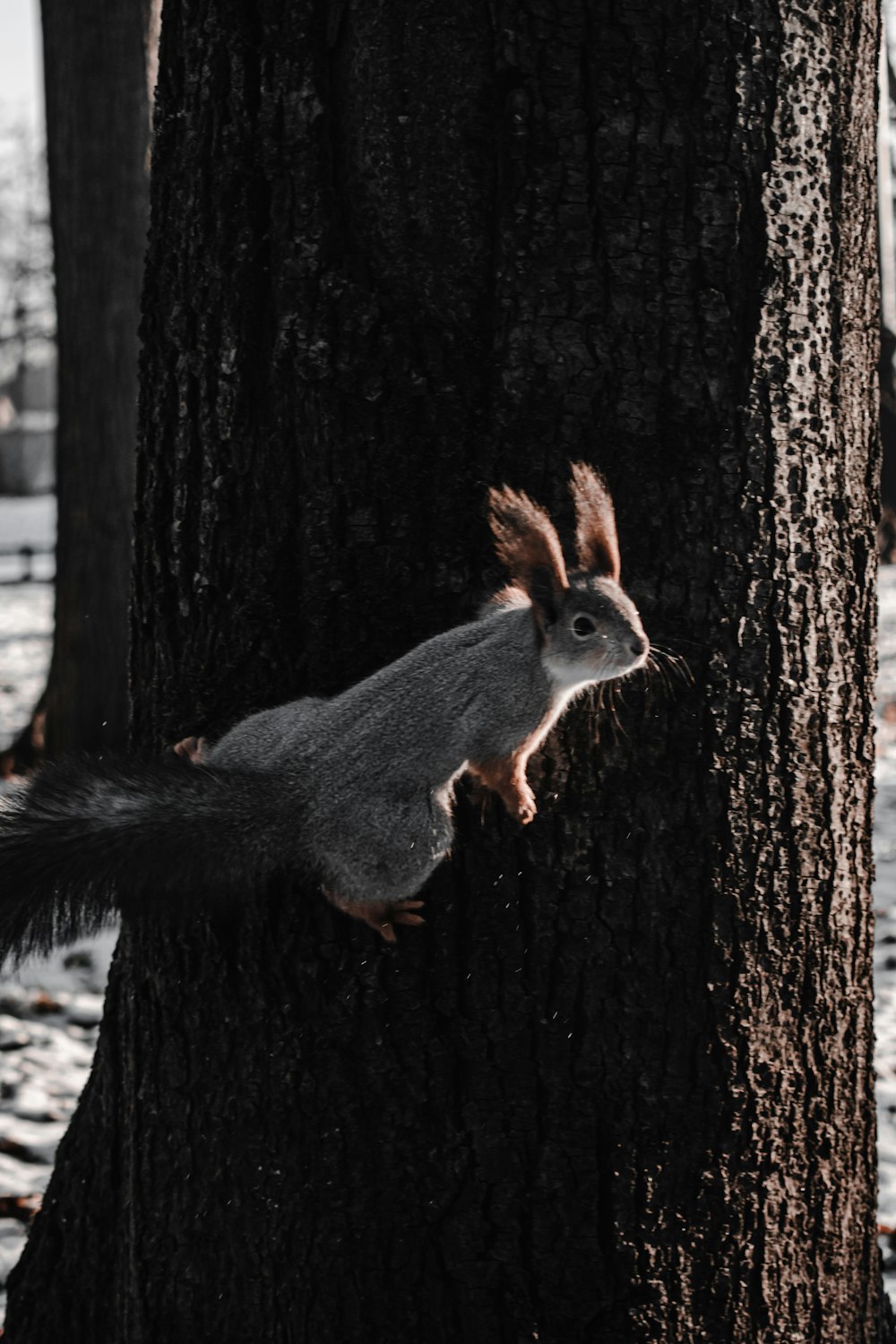 gray squirrel on brown tree trunk