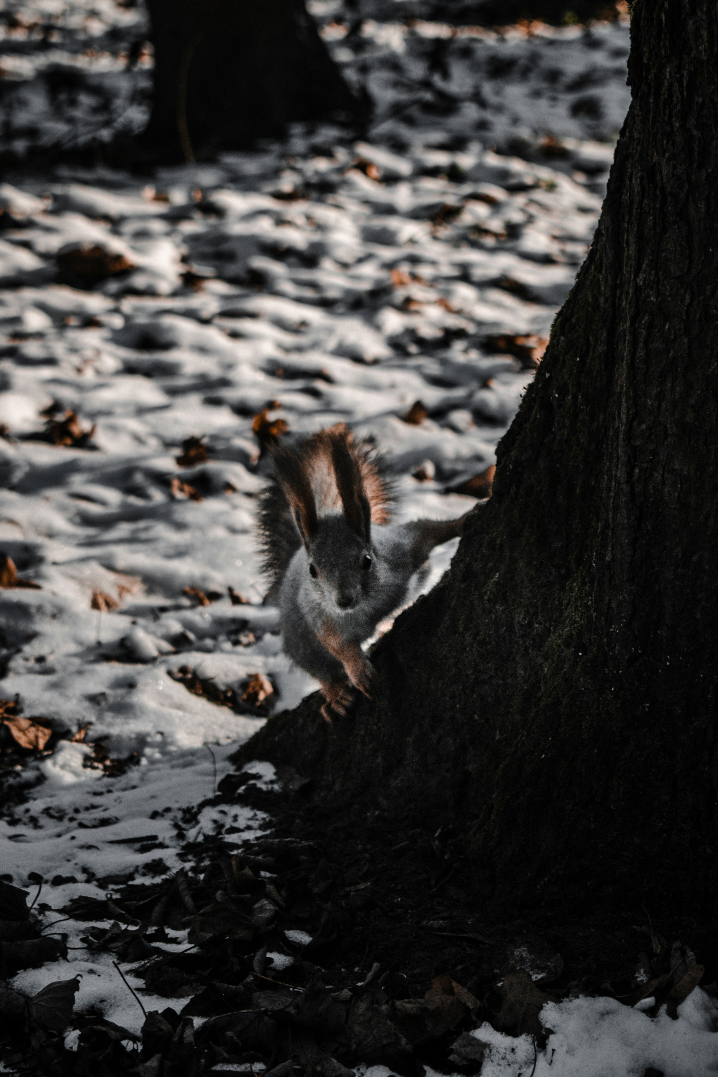 gray squirrel on brown tree trunk during daytime