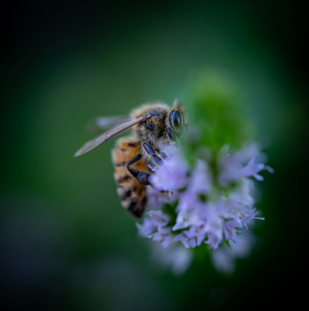 honeybee perched on purple flower in close up photography during daytime