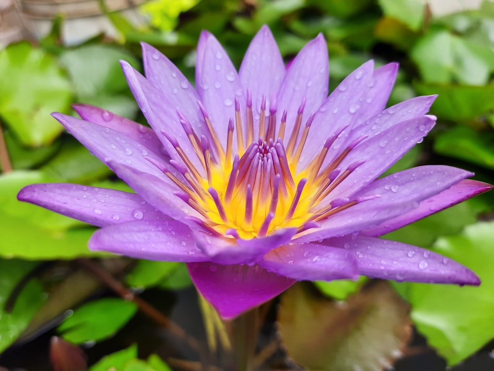 purple flower in tilt shift lens