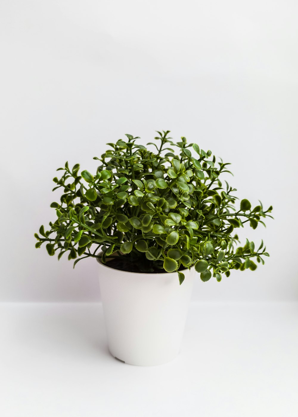 green plant on white ceramic pot