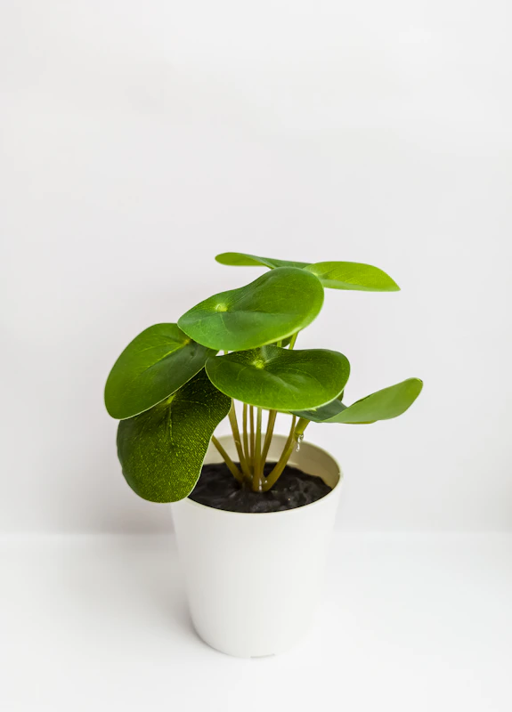 Plant in Ceramic Pot