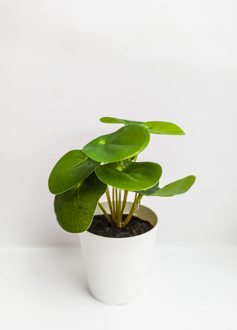 Indoor Plant with Ceramic Pot