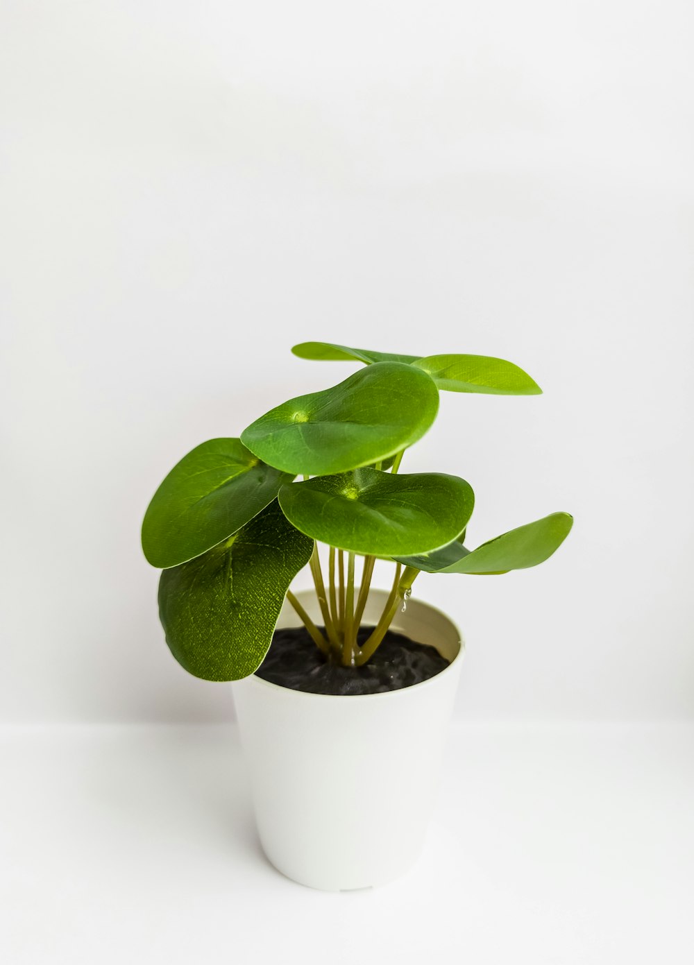 Planta verde sobre maceta de cerámica blanca