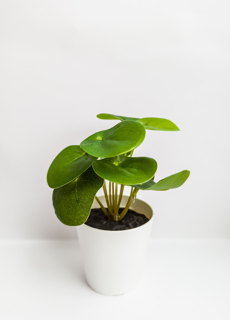 Chinese Money Plant