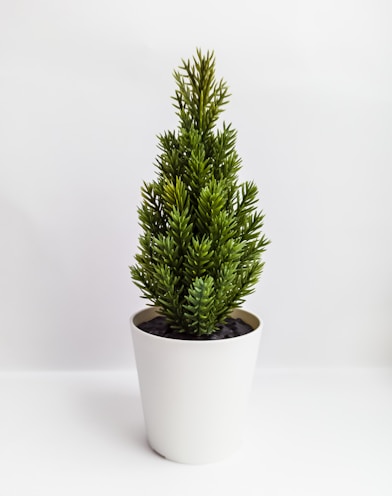 green plant on white ceramic pot