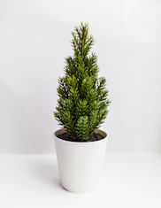green plant on white ceramic pot
