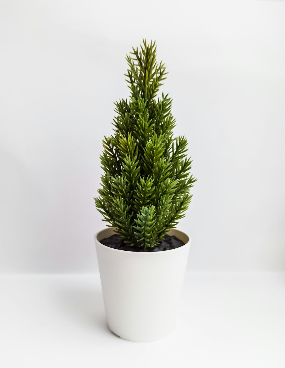 planta verde no vaso de cerâmica branco