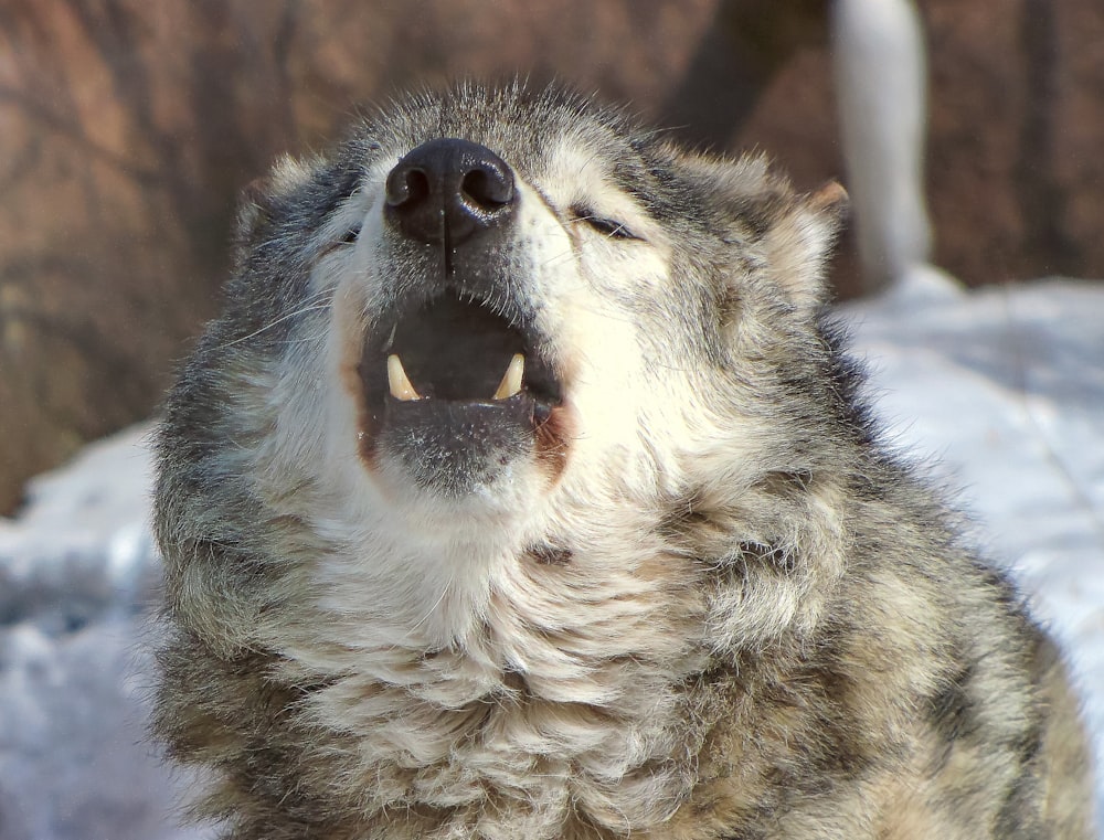 white and black wolf with white snow on mouth