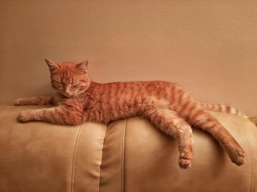 orange tabby cat lying on brown leather sofa