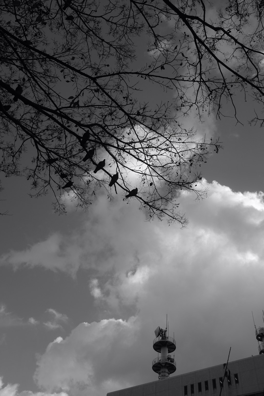 grayscale photo of bare tree under cloudy sky