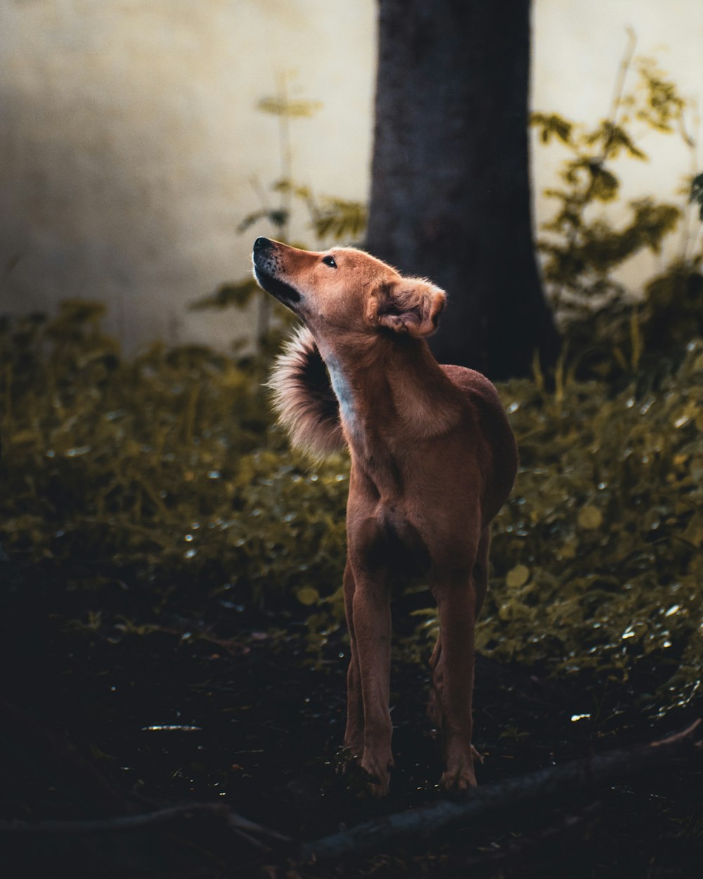 brown short coated dog on black soil